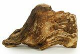 Triassic-Age Petrified Wood Log - Madagascar #378897-2